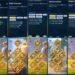Rise of Kingdoms. Rise of Kingdoms Account For Sale.
